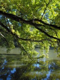 Forêt de Rambouillet : l'étang d'Or