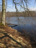 L'étang Neuf, en forêt de Rambouillet