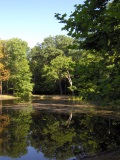 Forêt de Saint-Germain-en-Laye : mare aux Canes